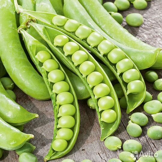 Семена гороха