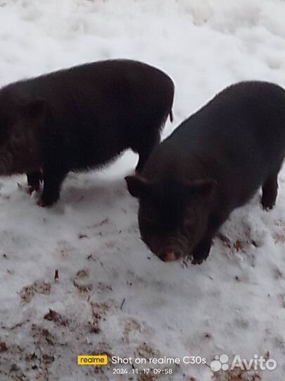 Вьетнамцы 1,5 месяцеа