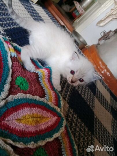 Сиамская кошечка