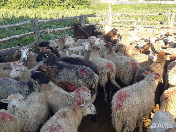 Овцы, бараны