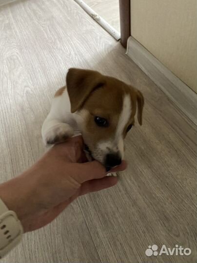 Щенки джек Рассел терьер гладкошерстный