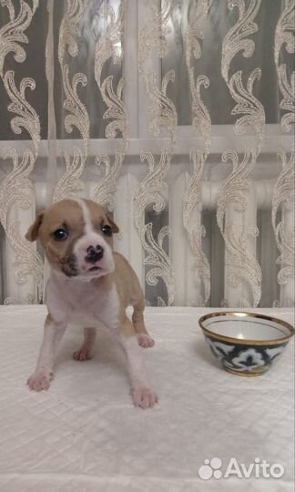 Щенки стаффорда