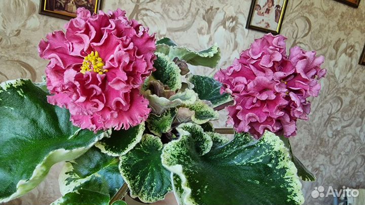 Детки фиалки Шикарный мак