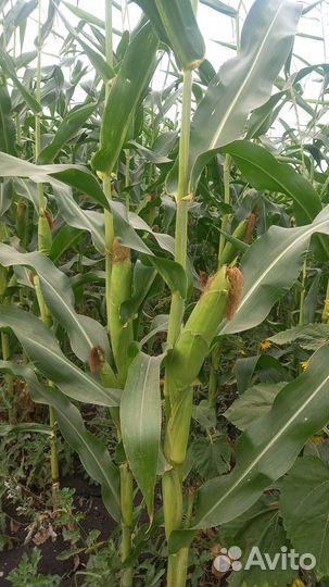 Семена кукурузы дкс