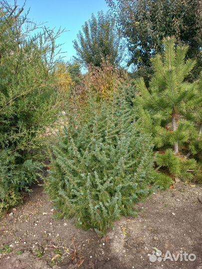 Саженцы хвойных растений