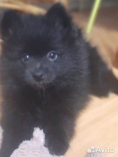 Немецкий шпиц