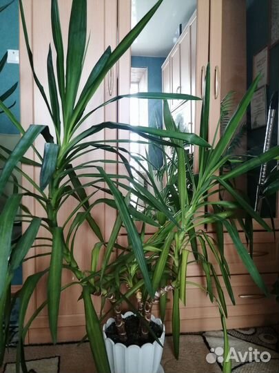 Пальмы юкка