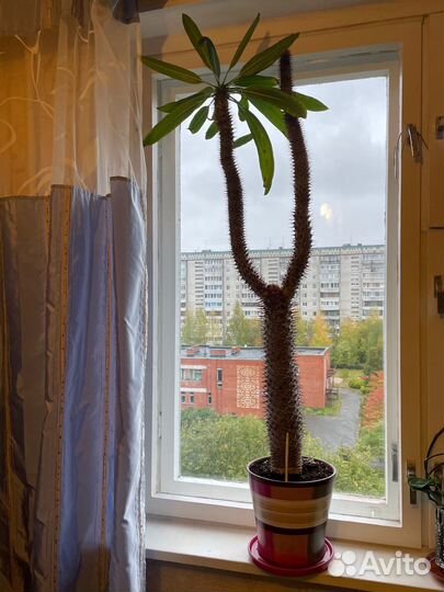 Пахиподиум