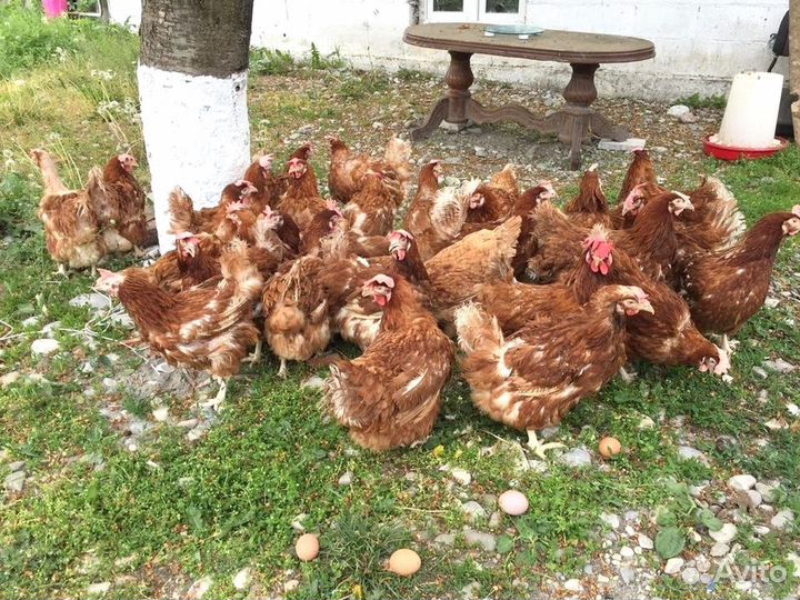 Куры несушки