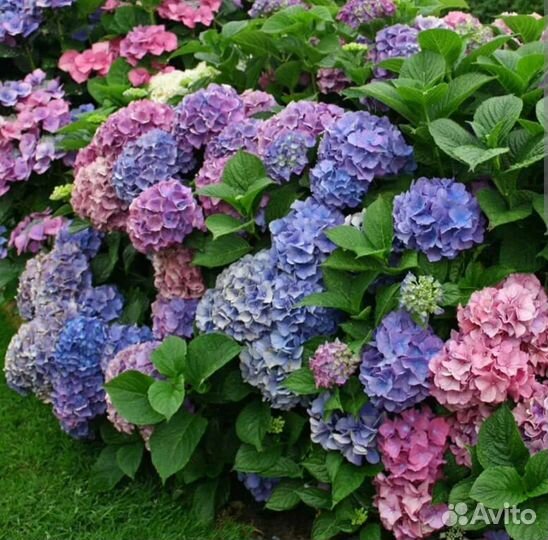 Гортензия широколистная(хамелион)