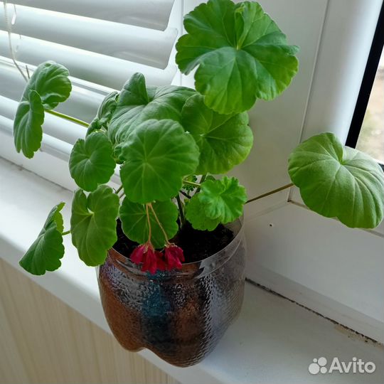 Пеларгония махровая