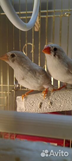 Зебровые амадины