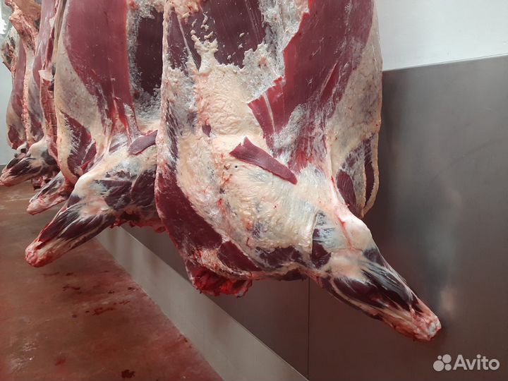 Говядина охлаженная быки шейные в полутушах