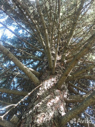 Ель голубая крупномер