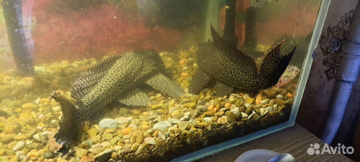 Парчевый сом