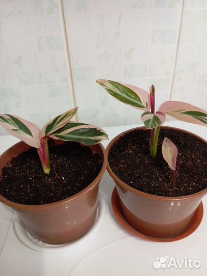 Строманта триколор