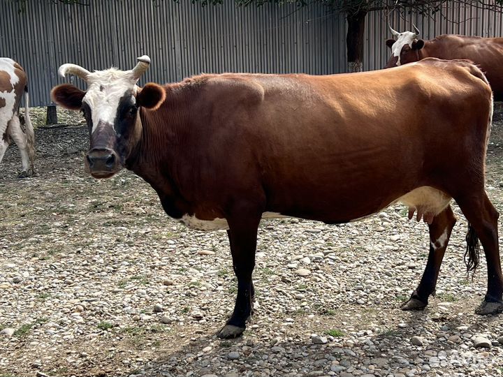 Коровы дойные молочные
