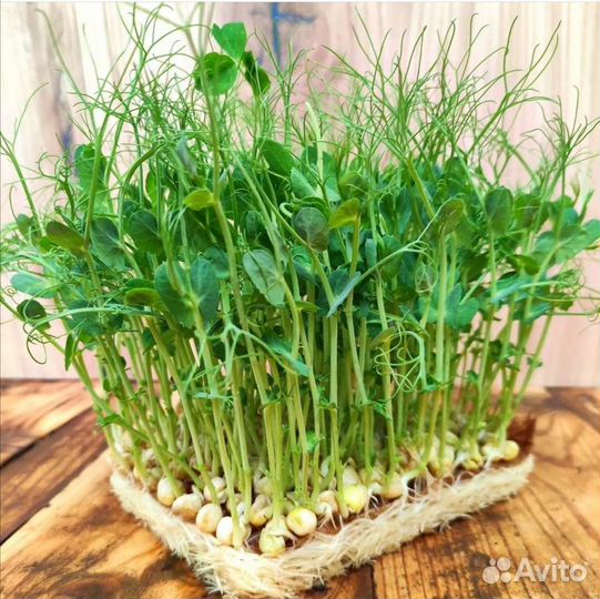 Продам микрозелень горошек,редис