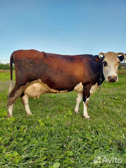 Продается дойная корова