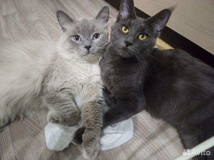 Британские котята