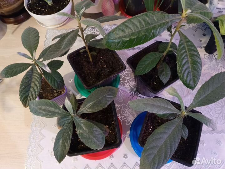 Саженцы мушмулы