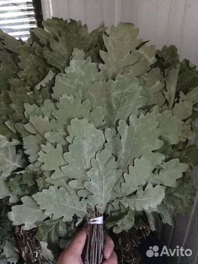 Дубовые Веники