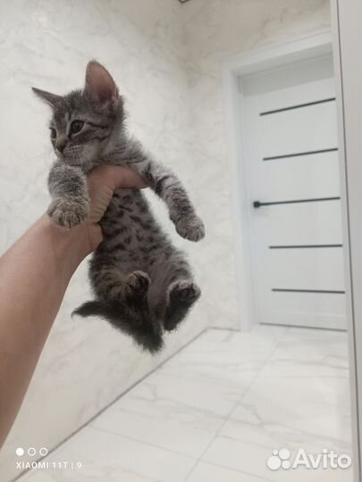 Кошка в дар бесплатно