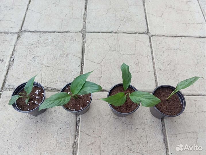 Спатифиллум (женское счастье)