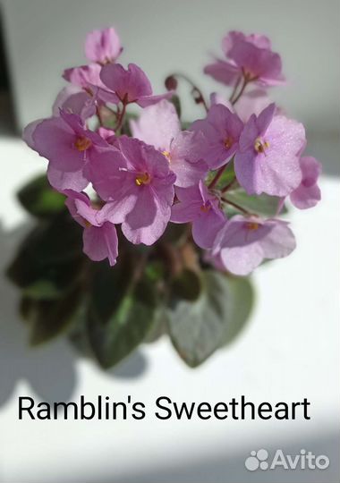 Сортовые цветущие минифиалки