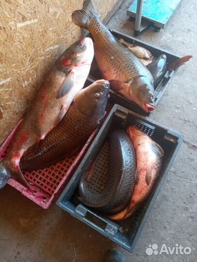 Свежая рыба