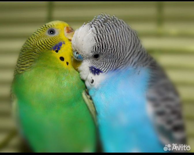 Волнистые попугаи от 1 месяца