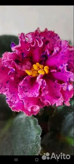 Сортовые фиалки