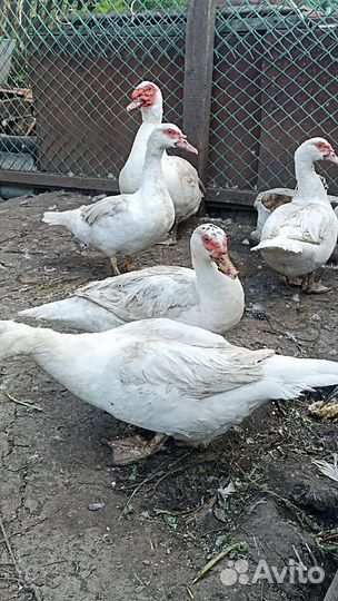 Мускусные утки