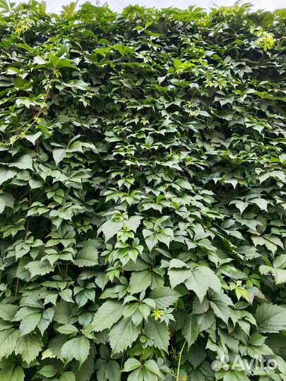 Девичий виноград (декоративный) лианы
