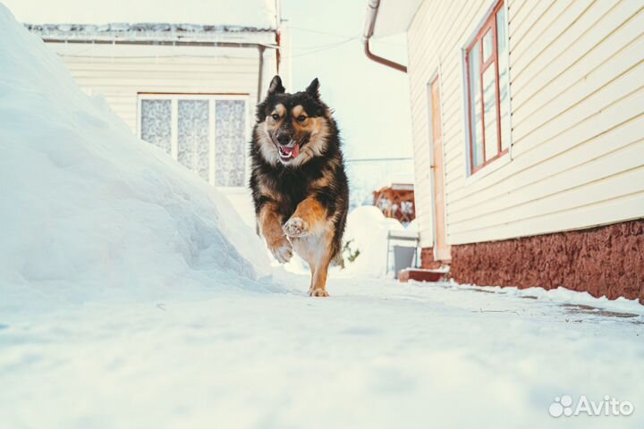 Фотограф - анималист
