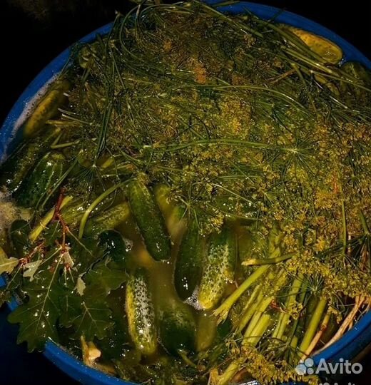 Огурцы соленые бочковые домашние