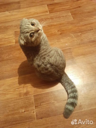 Кошки бесплатно