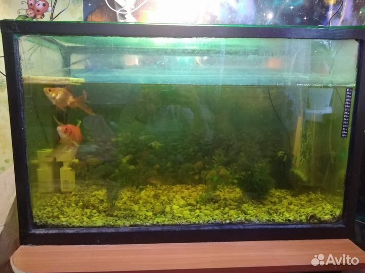 Аквариум