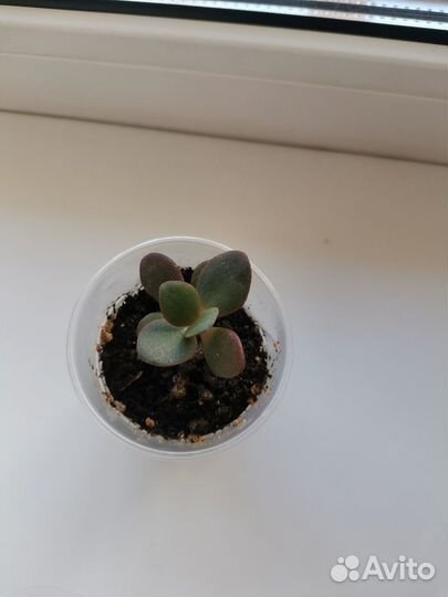 Денежное дерево толстянка