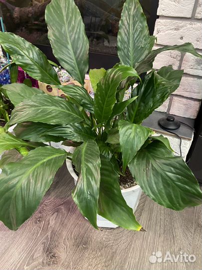 Спатифиллум