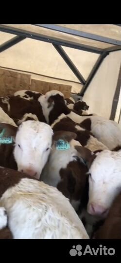 Бычки симменталы