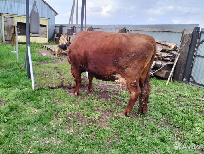 Продается корова