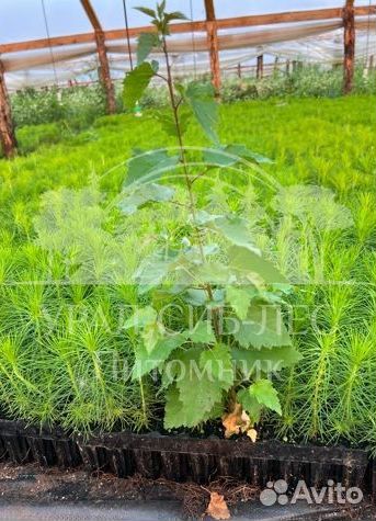 Голубая ель зкс сеянцы