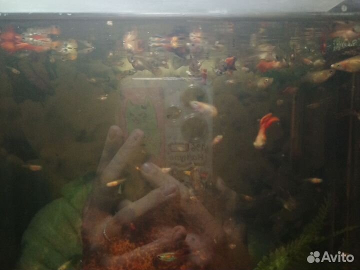 Гуппи рыба малек