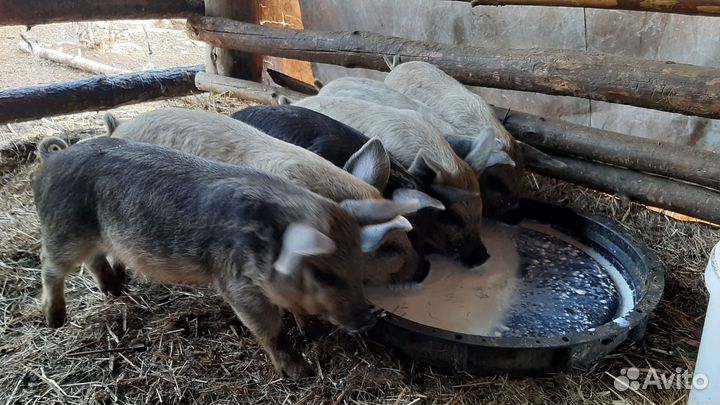 Венгерская мангалица