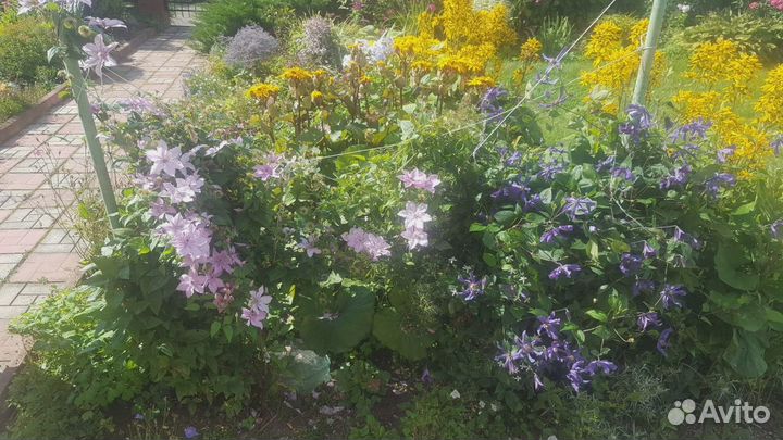 Садовые растения и цветы