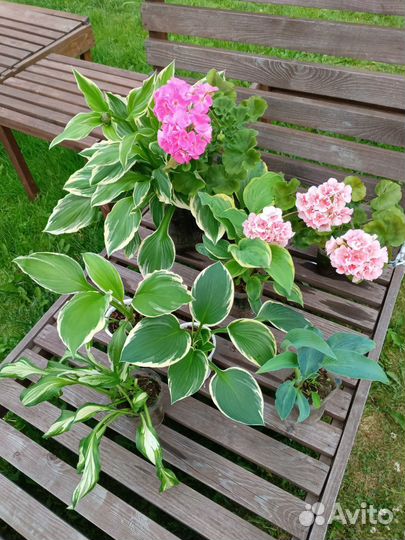 Цветы садовые, кустарники плодовые и декоративные