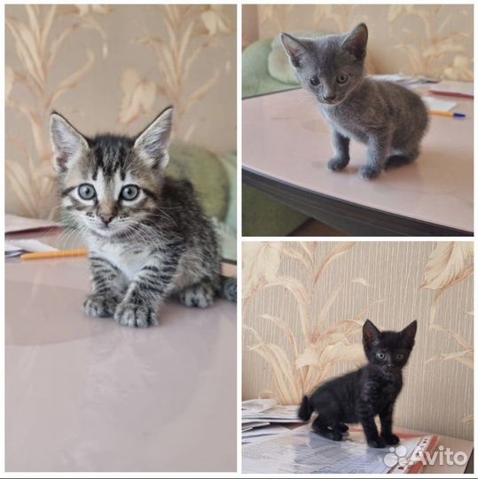 Котята в добрые руки