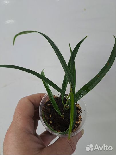 Продам фикусят