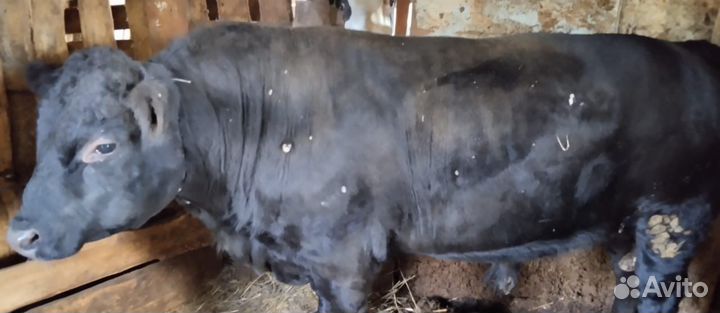 Бык на мясо живым весом